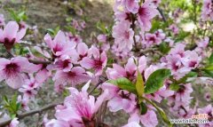 白色桃花的花语有哪些含义？