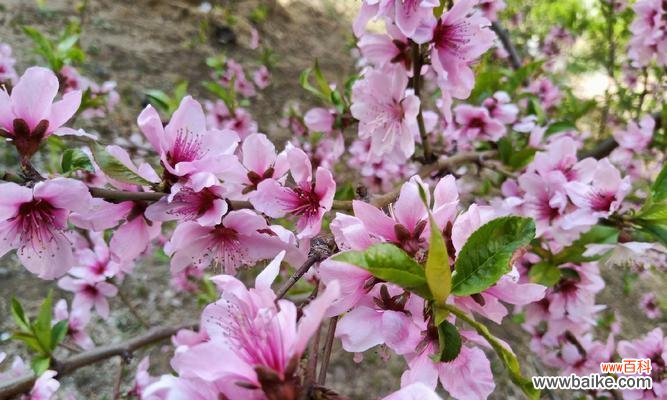 白色桃花的花语有哪些含义？