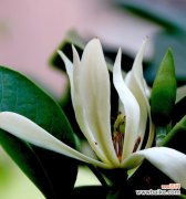 白玉兰花象征着什么？白玉兰花的含义和象征意义是什么？