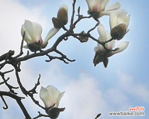 白玉兰花象征着什么?白玉兰花的含义和象征意义是什么?