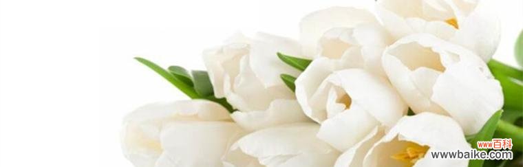 白郁金香花语是什么?如何用白郁金香表达爱意?