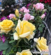 白月季代表什么花语？如何正确解读白月季的含义？