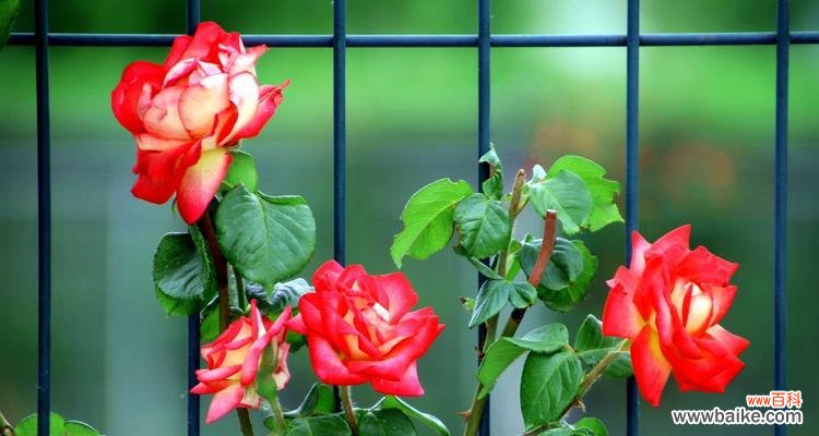 白月季花花语是什么?了解白月季的象征意义和用途?