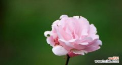 白月季花花语是什么？了解白月季的象征意义和用途？