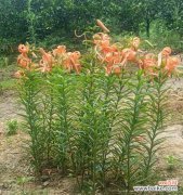 百合花长势不佳意味着什么？如何改善？