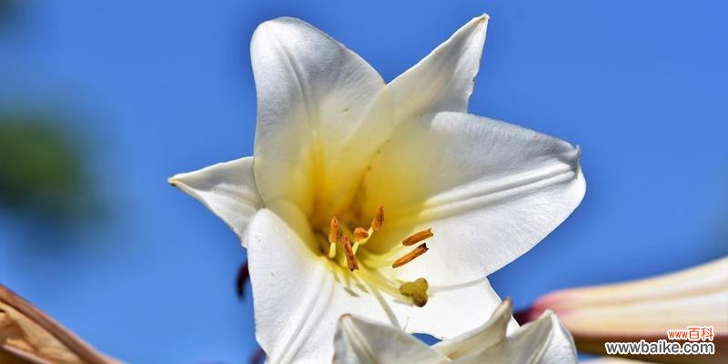 百合花的传说有哪些？花语代表什么意思？