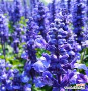 探索薰衣草的神秘语言 薰衣草的花语