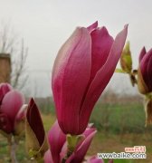 探究紫玉兰的含义和象征 揭秘紫玉兰的花语