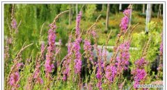 揭秘千屈菜的丰富含义，传达不同心意 千屈菜的花语与寓意