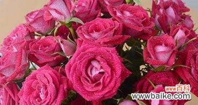 深入探究玫瑰花的意义与象征 11朵玫瑰花所代表的含义