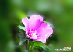 探究木槿花的象征意义和文化内涵 解读木槿花语