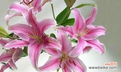 探究水百合的内涵与象征意义 水百合的花语