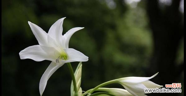 探究水百合的内涵与象征意义 水百合的花语