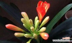 寓意深远，花语优美的君子兰，你了解吗？ 君子兰——高雅、尊贵的花卉之王