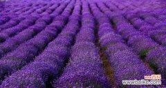 探究薰衣草的神秘花语，了解不同意义 薰衣草花语及其含义