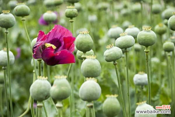 罂粟苗能当菜吃吗，吃了会怎么样