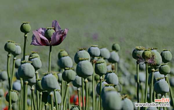 罂粟苗能当菜吃吗，吃了会怎么样