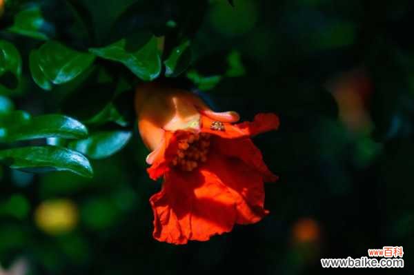 石榴树种在院子的方位，怎么栽种