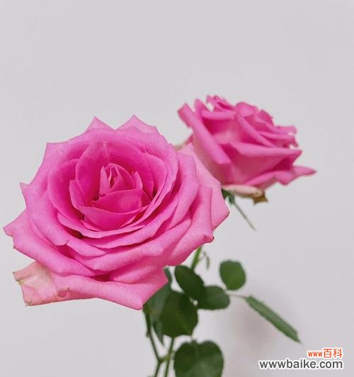 唤醒内心的芬芳与力量 苏醒玫瑰的美丽传说