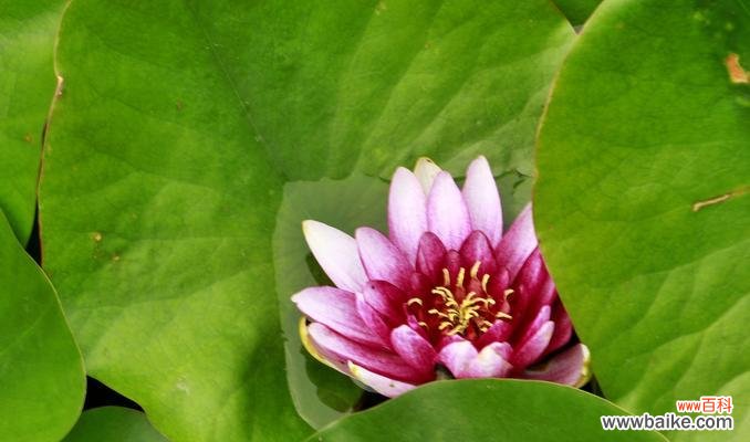 沉静与美丽的象征 睡莲的四字花语