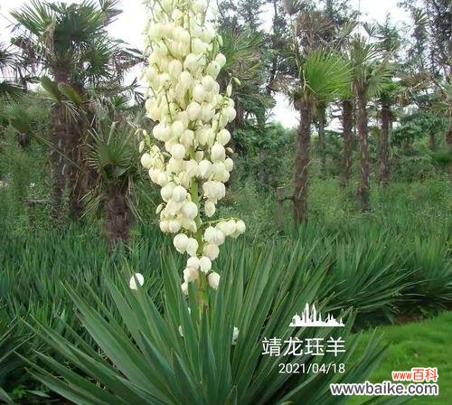 揭示丝兰花独特的寓意及传达的花语 丝兰花的寓意与花语