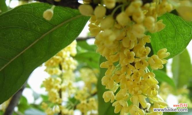 四季桂花的花语与美丽传说 四季桂花