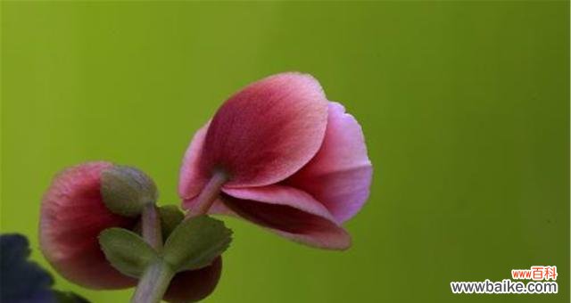 用花语感受四季 四季海棠花语与生活的启示