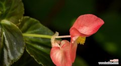 以秋海棠为主角的四季花开之旅 四季秋海棠花语