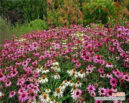 探寻松果菊花语的深层含义 松果菊花语的美丽寓意