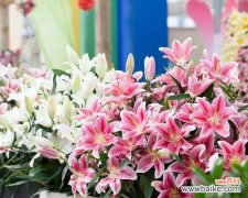 百合罗宾娜象征什么？如何理解其深层含义？