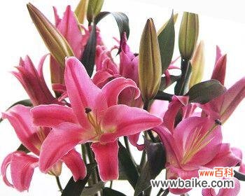 百合罗宾娜象征什么?如何理解其深层含义?