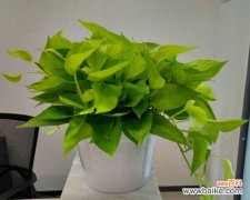 办公室绿萝花语是什么？如何养护绿萝提升办公环境？