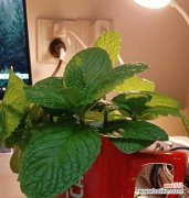 薄荷花的花语是什么？了解薄荷花的象征意义和用途？