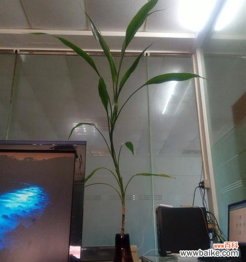 宝塔富贵竹的三层寓意是什么？如何正确养护？