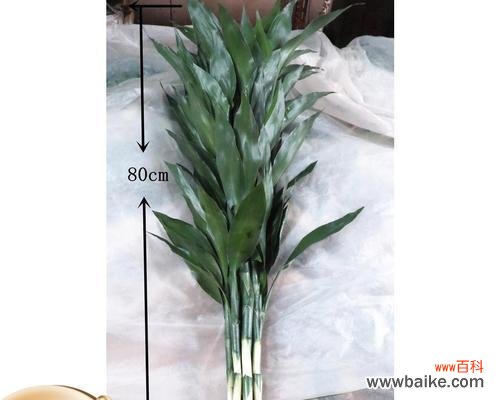 宝塔富贵竹的三层寓意是什么？如何正确养护？