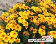 北京夏菊花语是什么意思？如何欣赏夏菊的美？