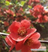 玻璃海棠花语有哪些含义？