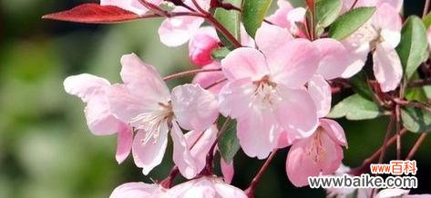 玻璃海棠花语有哪些含义？