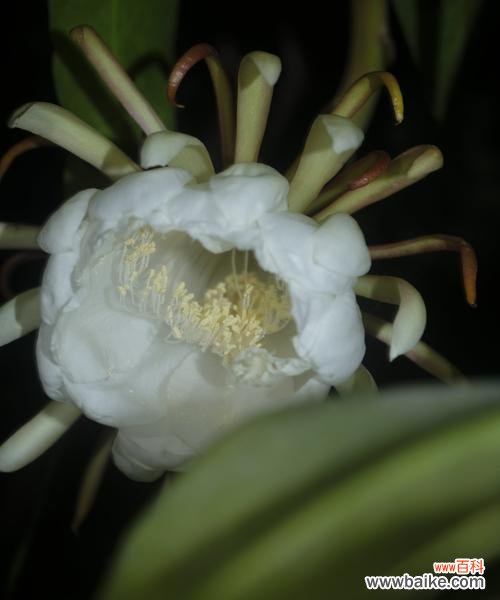 昙花有哪些种类？它们各自代表什么意思？