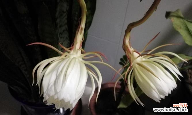 昙花有哪些种类？它们各自代表什么意思？