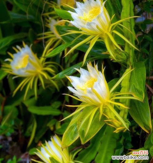 昙花有哪些种类？它们各自代表什么意思？