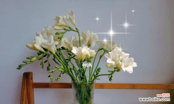 苍兰花的寓意是什么？如何正确理解苍兰花的象征意义？