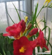 苍兰花的寓意是什么？如何正确理解苍兰花的象征意义？