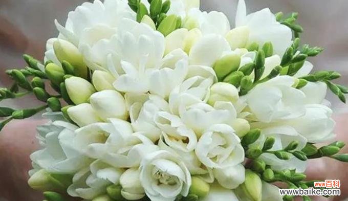 苍兰花的寓意是什么？如何正确理解苍兰花的象征意义？