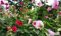 不夜城芦荟花语是什么？如何正确解读？