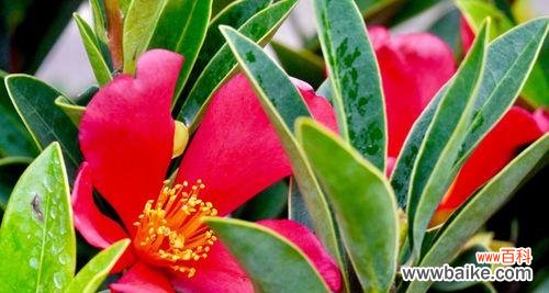 茶梅花语寓意是什么？如何理解茶梅的花语含义？