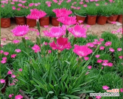 常夏石竹花语有哪些含义?