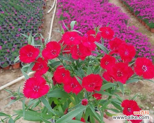 常夏石竹花语有哪些含义?