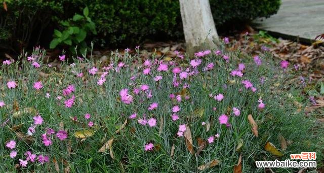 常夏石竹花语有哪些含义?