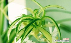 揭秘吊兰花的神秘含义 吊兰花的花语